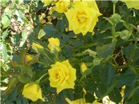 05b73a7a-Picture 213.jpg